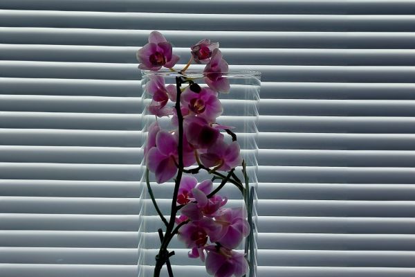 Osion sälekaihtimet